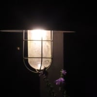 良く動いたな！良く動けたな？（道志）