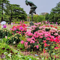 薔薇と遊ぶ