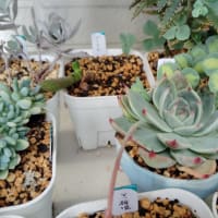 【　多肉植物　桃太郎　】