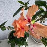 ハイビスカスの夏
