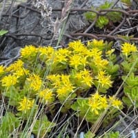 オロンコ岩花便り'25その６