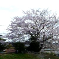 さくら満開
