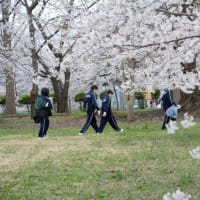 芦野公園の桜満開です🌸🌸🌸