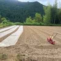 大豆種まき始める