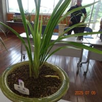 佐賀寒蘭会新芽鑑賞会（普通芽）