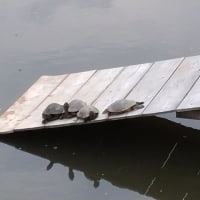 教育と遠方とワタシ