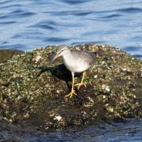 05/15探鳥記録写真:遠賀川河口の鳥たち（キアシシギ三昧、）