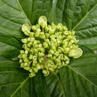 あっという間に過ぎたあじさいの季節
