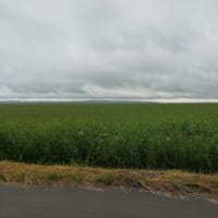 今日のサロベツ原野です。朝は22℃、最高温度は27℃くらいありました。