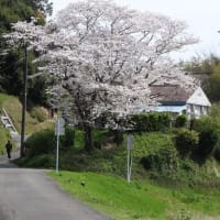 晴れた日の桜並木　＆　ハマダイコン