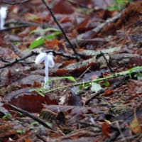 ヒトツボクロに蕾