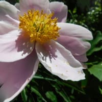 5月7日　今日の写真　　・芍薬　雨の日と 晴れた日