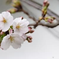 柏発！靖国の桜開花宣言