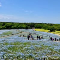 ひたち海浜公園へ✨