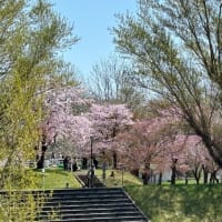 桜を訪ねて