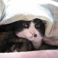 コメントありがとうございます