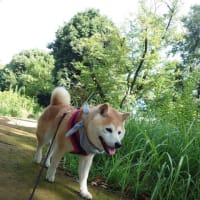 真夏のシッターデー