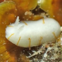 タテヒダイボウミウシ属の仲間