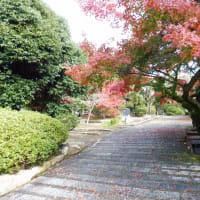 写真を写す練習