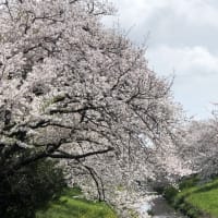 桜キレイですね。