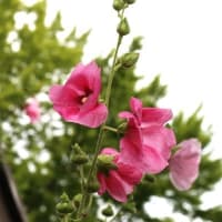 名古屋市 茶屋ヶ坂公園　アジサイの開花を楽しみに😀😀