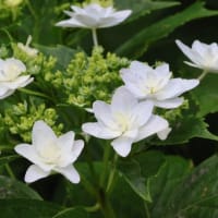 城北菖蒲園