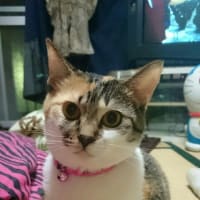 darlingがお盆休み終わった…今日ゎ仕事だぁ(ノ_-;)ハア…今晩何にしよ