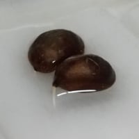 ビワ続報②