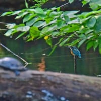 カワセミ♂の～枝止まりからのダイビング・飛翔シーンほか・・・