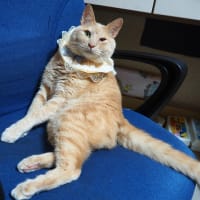 セルフうどんつむぎへ行きますぜ