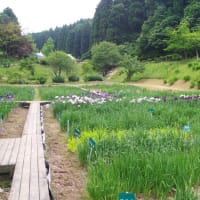 令和７年６月９日　花しょうぶ開花状況
