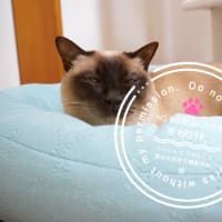 今日の猫ズ