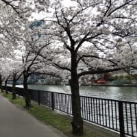 桜之宮公園へ花見