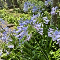 庭の植木の剪定が続きます。