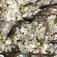桜と小鳥たち・・・2024-4-②