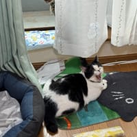 2025/5/18の朝