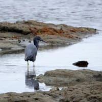 04/25探鳥記録写真-2：狩尾岬の鳥たち（クロサギの採餌模様、シジュウカラ、カルガモの飛翔、ウミウの飛翔）