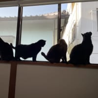 ウチの番猫たち