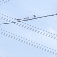 家に入りたがるつばめちゃんたち