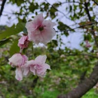 温室に行きます
