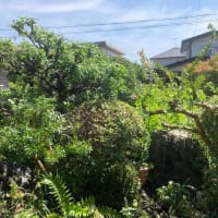 植木屋さんが剪定に