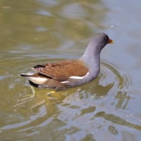 大泉緑地の野鳥（２０２５年３月１日）