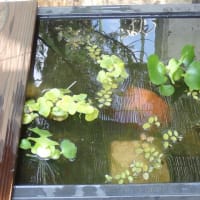 7月初めのビオトープ水槽