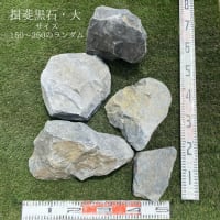 【限定入荷】揖斐黒石の大きいサイズが届きました！