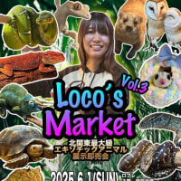 Loco's marketに参加いたします。