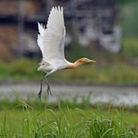 アマサギ　Ⅳ