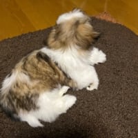 大きくなりました。