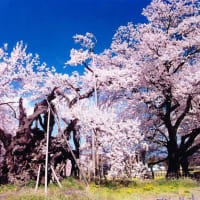 北杜市武川町　神代櫻