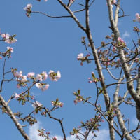 「桐ヶ谷（御車返し）」開花