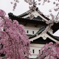 東北旅行一日目　弘前公園の桜　2024年4月19日
